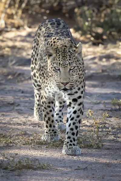 Zblízka Pohled Leopard Chráněné Krajinné Oblasti — Stock fotografie