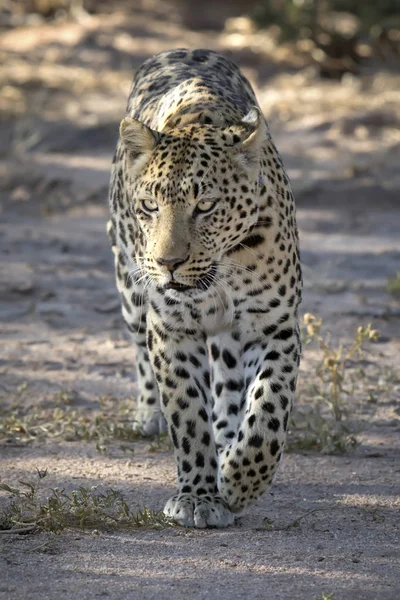 Zblízka Pohled Leopard Chráněné Krajinné Oblasti — Stock fotografie