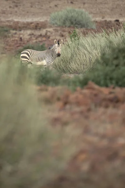 Einsames Zebra Auf Wiese Etoscha Nationalpark — Stockfoto