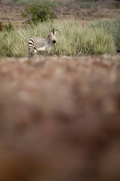 Zebra Solitária Prado Parque Nacional Etosha — Fotografia de Stock