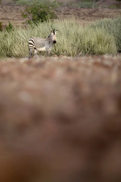 Cebra Solitaria Prado Parque Nacional Etosha —  Fotos de Stock