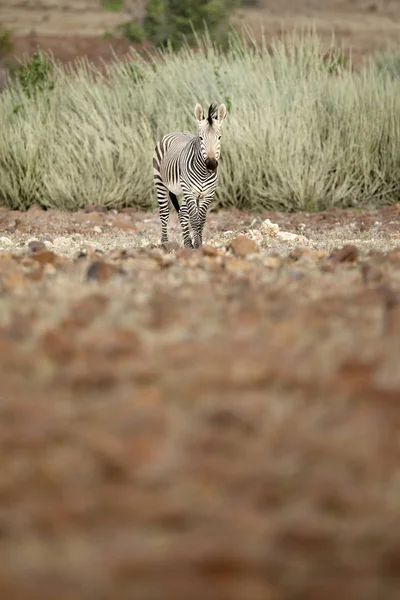 Cebra Solitaria Prado Parque Nacional Etosha —  Fotos de Stock