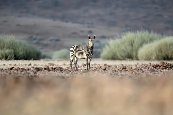 Etkin Ulusal Park Çayır Üzerinde Yalnız Zebra — Stok fotoğraf