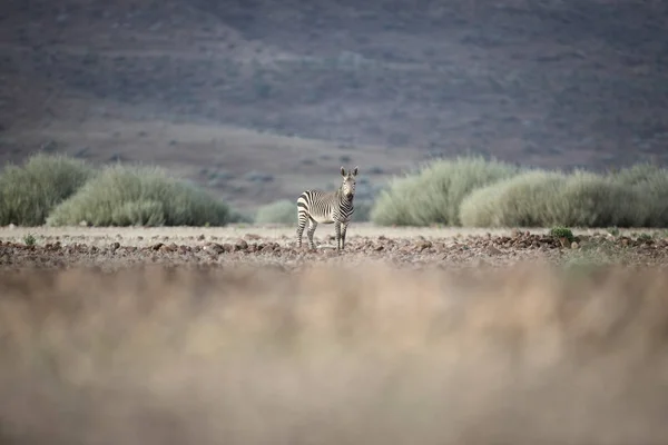 Samotny Zebra Łące Etosha National Park — Zdjęcie stockowe