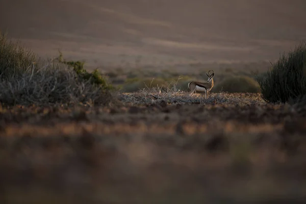 Antelope Staande Weide Tijdens Zonsondergang — Stockfoto