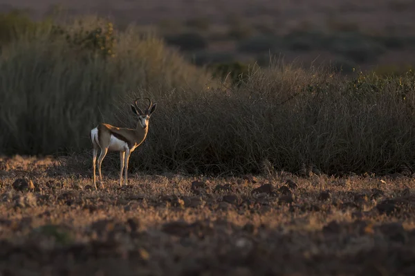 Antilope Debout Sur Prairie Pendant Coucher Soleil — Photo