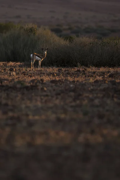 Antilope Steht Bei Sonnenuntergang Auf Der Wiese — Stockfoto
