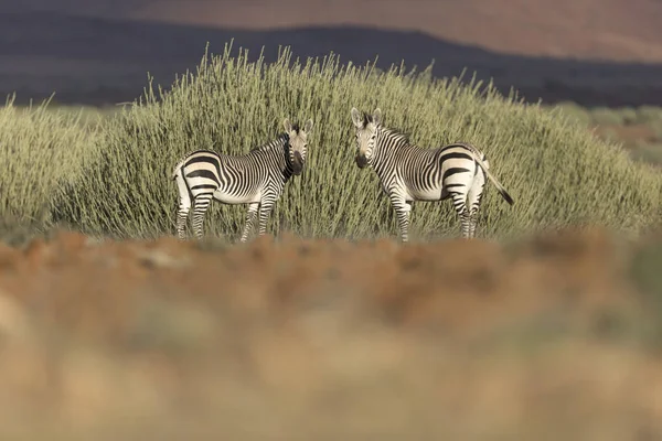 Ein Zebra Palmwedel — Stockfoto