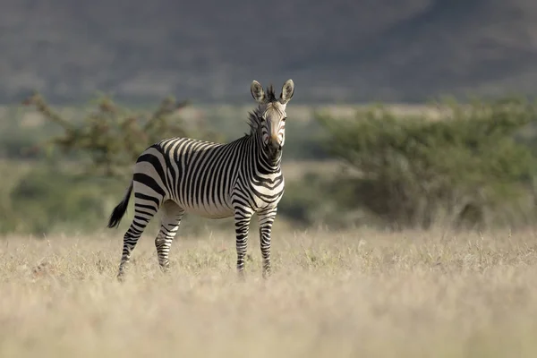 Ensam Zebra Ängen Etosha National Park — Stockfoto