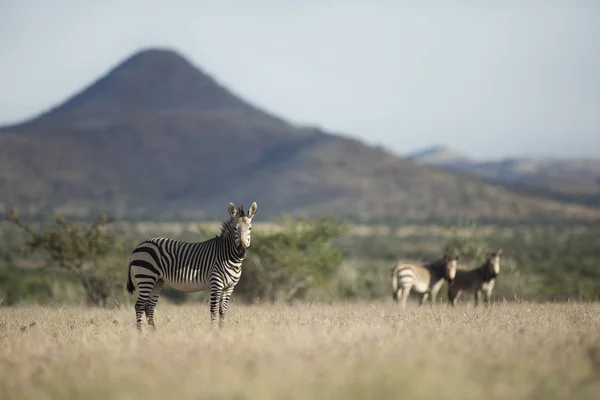 Ensam Zebra Ängen Etosha National Park — Stockfoto