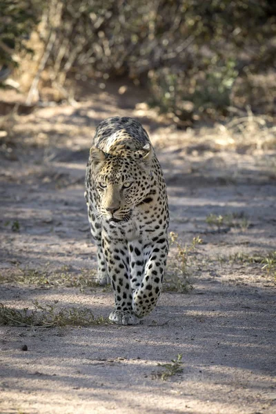 Leopard Etosha Nationalpark Namibia — Stockfoto
