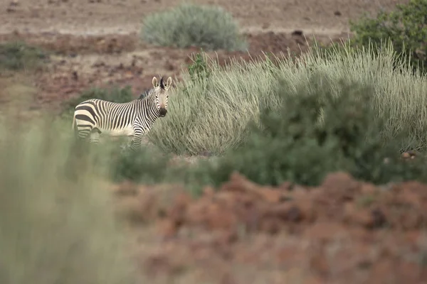 Uma Zebra Palmwag Concessão — Fotografia de Stock