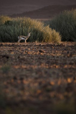 Palmwag imtiyaz içinde Springbok