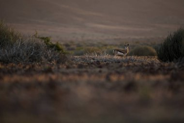 Palmwag imtiyaz içinde Springbok