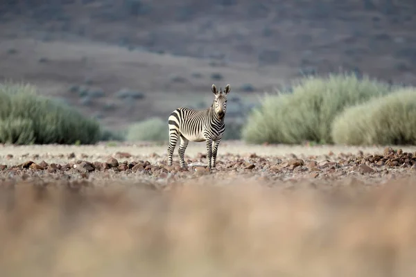 Uma Zebra Palmwag Concessão — Fotografia de Stock