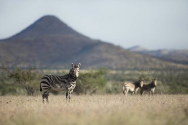 Palmwag imtiyaz bir zebra