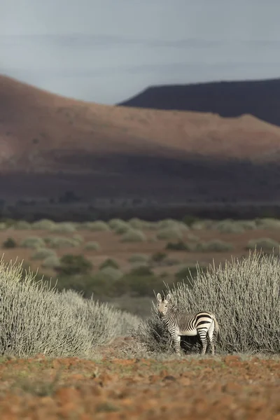 Ein Zebra Palmwedel — Stockfoto