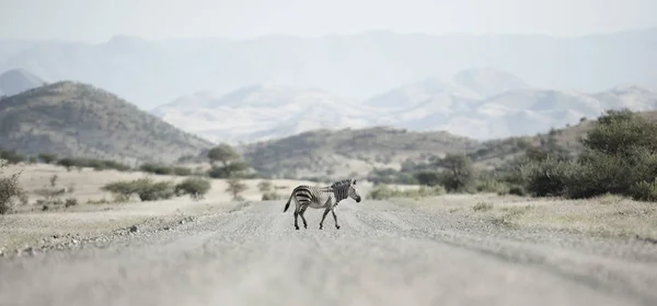Palmwag Imtiyaz Bir Zebra — Stok fotoğraf
