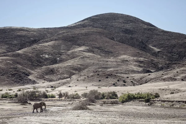 Elefante Del Desierto Caminando Lecho Del Río Hoarusib —  Fotos de Stock