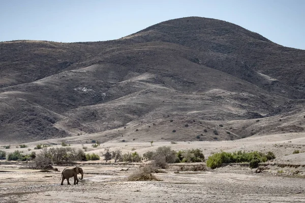 沙漠大象走在胡鲁西布河床 — 图库照片