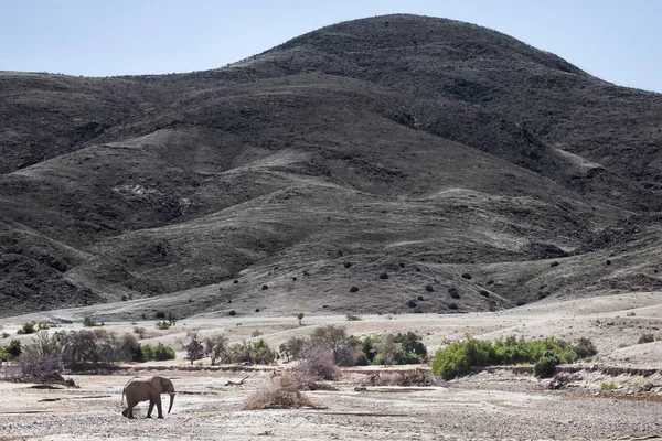 Elefante Del Desierto Caminando Lecho Del Río Hoarusib —  Fotos de Stock