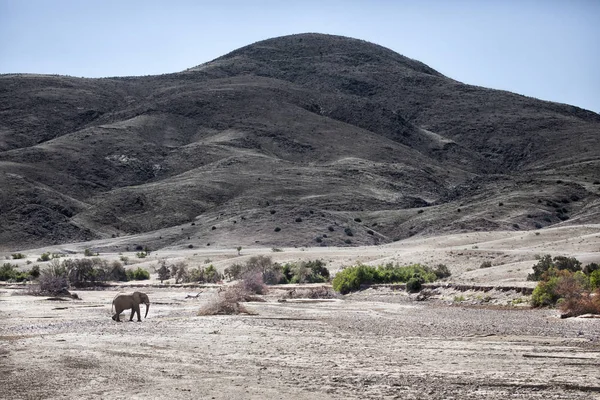 Éléphant Désert Marchant Dans Lit Rivière Hoarusib — Photo