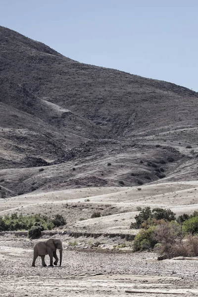 Woestijn Olifant Wandelen Hoarusib River Bed — Stockfoto