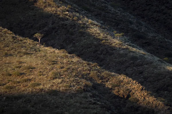 Árbol Solitario Lado Una Montaña — Foto de Stock