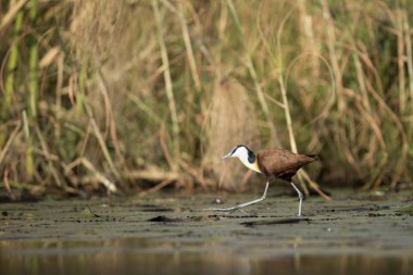 Afrika Jacana Chobe Milli Parkı, Botsvana zambak pedleri üzerinde yürüyüş. 