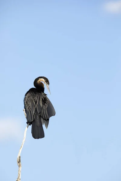 Африканський Дартер Chobe Національний Парк — стокове фото