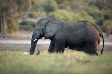 elephant in CHOBE NATIONAL PARK clipart