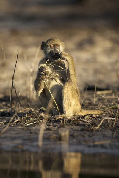 국립공원의 아프리카 개코원숭이 — 스톡 사진