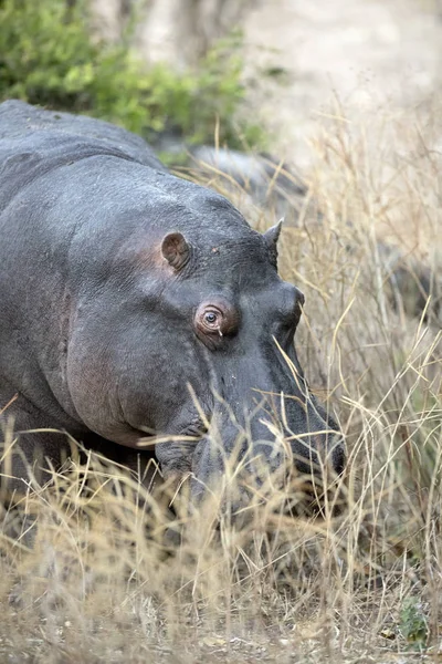 Бегемот Закрывается Национальном Парке Chobe — стоковое фото