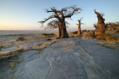 nxai pan milli parkta baobab ağaçları