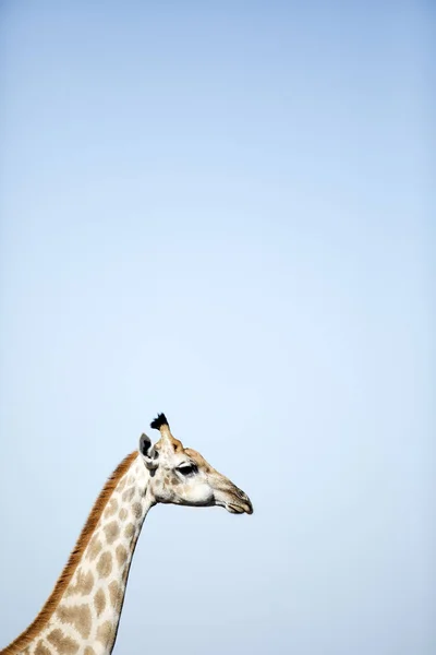 Bliska Głowy Żyrafy — Zdjęcie stockowe