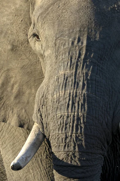 Chobe Milli Parkı Fil Yakın Çekim — Stok fotoğraf