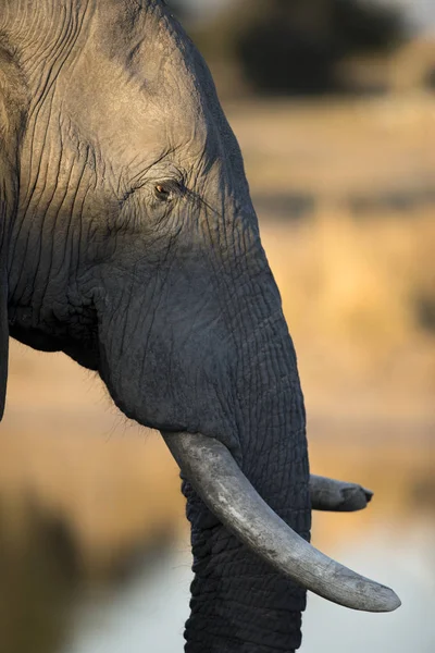 Chobe Milli Parkı Fil Yakın Çekim — Stok fotoğraf