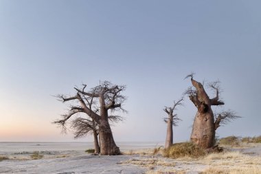 nxai pan milli parkta baobab ağaçları