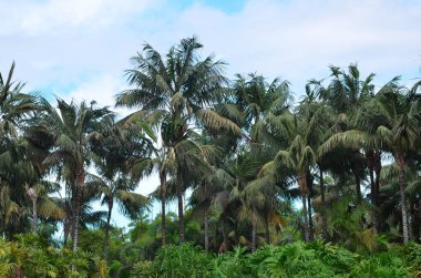 Panoramik tropik yaz arkaplanı. Tenerife adası. Palmiye ağaçlı yeşil fotoğraf.