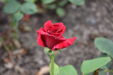 Küçük güzel kırmızı gülün yakın çekimleri