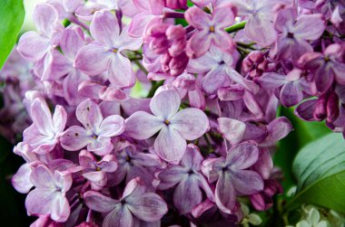 Güzel bir çiçek baharı, yaz arkaplanı görüntüsü. Mor leylak çiçekleri açıyor..