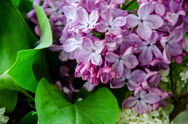 Hermosa Primavera Floral Imagen Fondo Verano Flores Lila Violeta Floreciendo — Foto de Stock