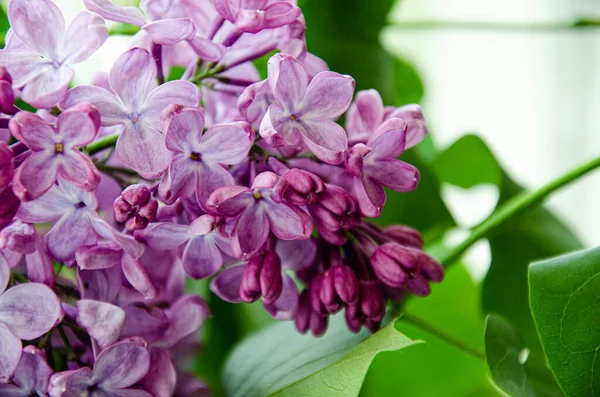 Hermosa Primavera Floral Imagen Fondo Verano Flores Lila Violeta Floreciendo — Foto de Stock