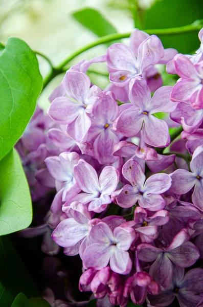 Hermosa Primavera Floral Imagen Fondo Verano Flores Lila Violeta Floreciendo — Foto de Stock