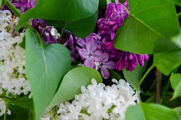 Hermosa Primavera Floral Imagen Fondo Verano Flores Violetas Lila Blanca — Foto de Stock