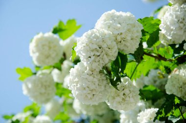 Kartopu Bush, Avrupa Kartopu. Güzel beyaz Viburnum opulus 