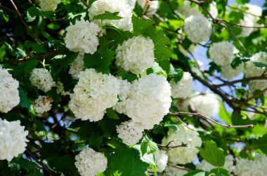 Kartopu Bush, Avrupa Kartopu. Güzel beyaz Viburnum opulus 