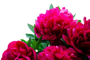 Güzel parlak pembe şakayık beyaz arka planda makro fotoğrafçılığı kapat. Şakayık buket detayı