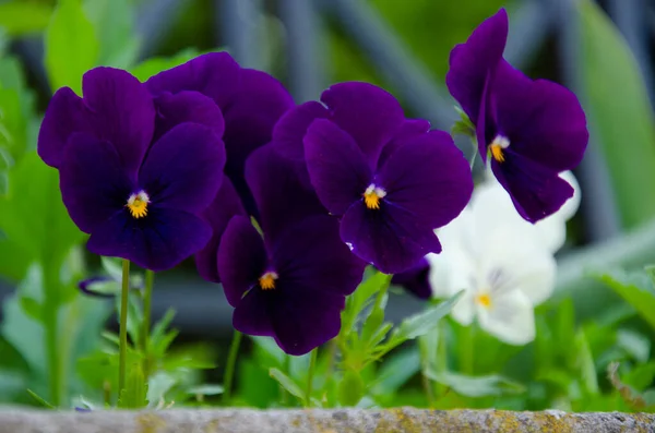 Fotografía Cerca Colorido Violeta Flores Jardín Púrpura — Foto de Stock