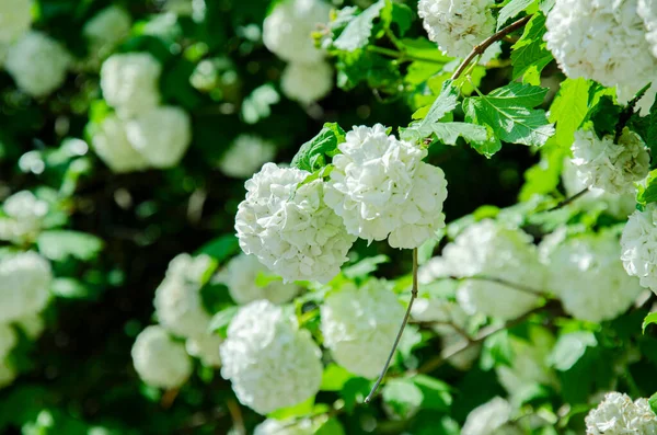 Снежок Буш Европейский Снежок Белый Viburnum Opulus Roseum — стоковое фото